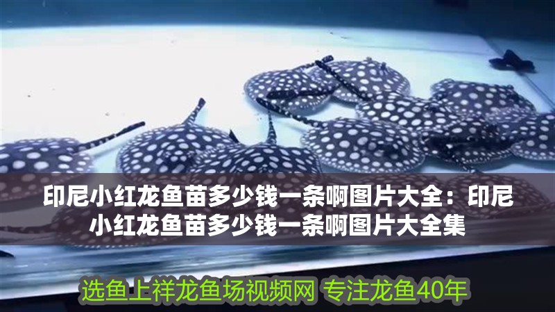 印尼小紅龍魚苗多少錢一條啊圖片大全：印尼小紅龍魚苗多少錢一條啊圖片大全集