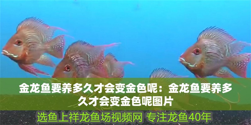 金龍魚要養多久才會變金色呢：金龍魚要養多久才會變金色呢圖片