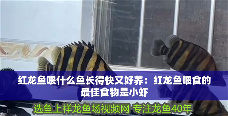 紅龍魚(yú)喂什么魚(yú)長(zhǎng)得快又好養(yǎng)：紅龍魚(yú)喂食的最佳食物是小蝦