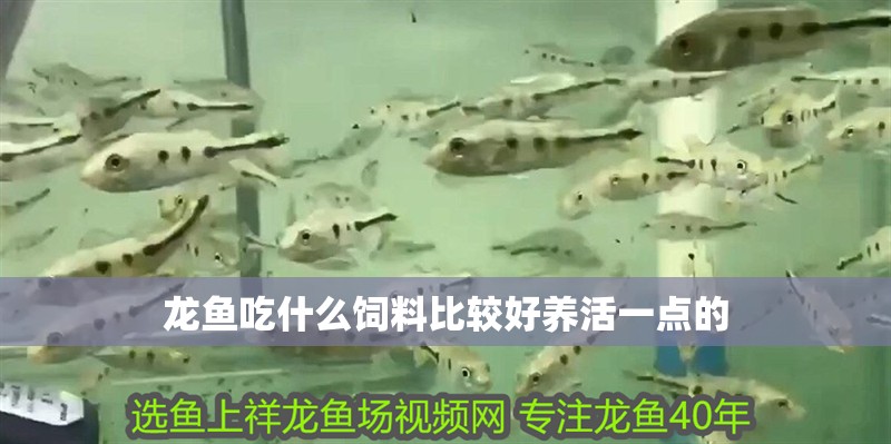 龍魚吃什么飼料比較好養活一點的 龍魚吃什么飼料比較好養活一點的 龍魚百科 第2張