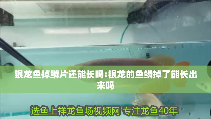 銀龍魚掉鱗片還能長嗎:銀龍的魚鱗掉了能長出來嗎