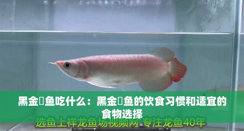 黑金魟魚吃什么：黑金魟魚的飲食習(xí)慣和適宜的食物選擇