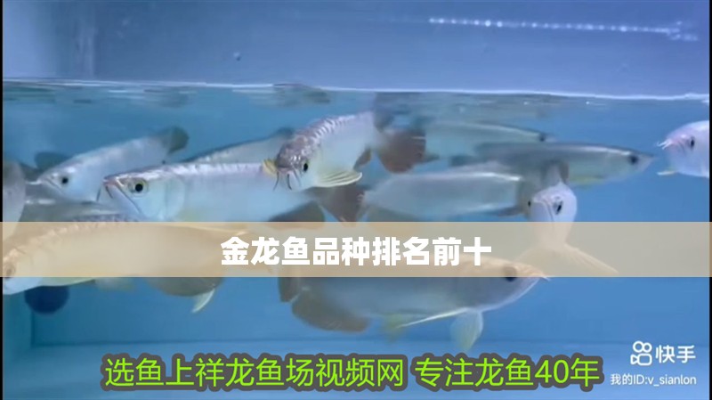 金龍魚品種排名前十