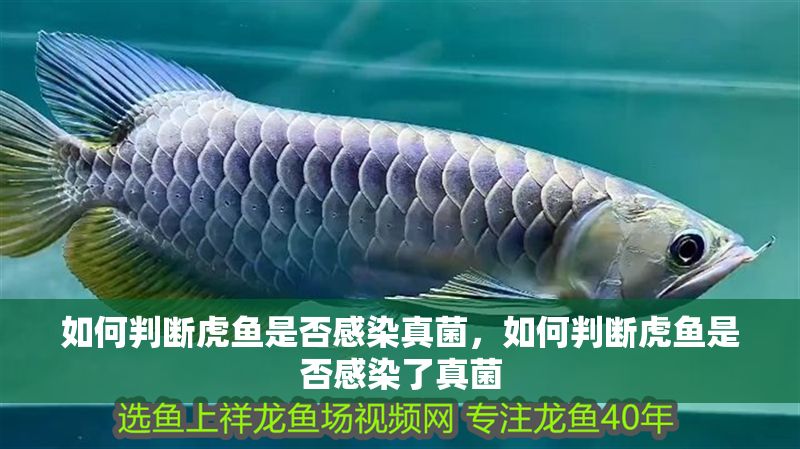 如何判斷虎魚是否感染真菌，如何判斷虎魚是否感染了真菌