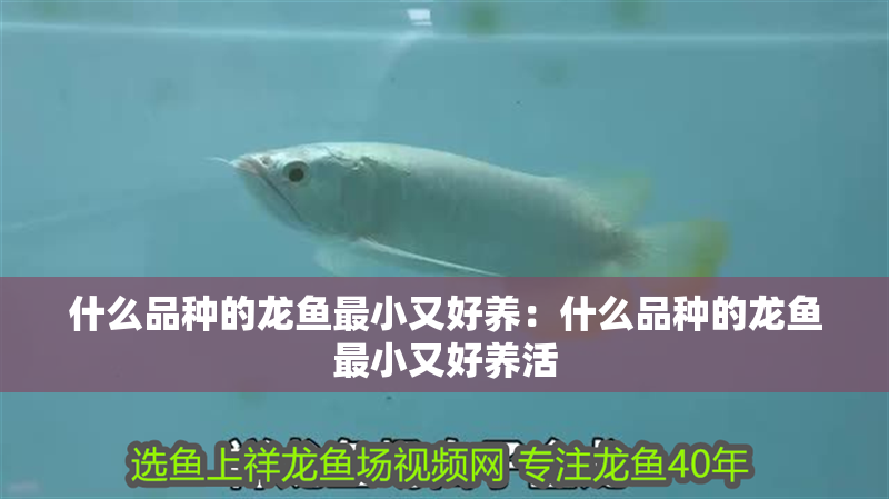 什么品種的龍魚最小又好養：什么品種的龍魚最小又好養活