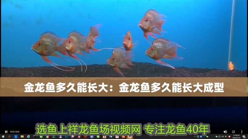 金龍魚多久能長大：金龍魚多久能長大成型