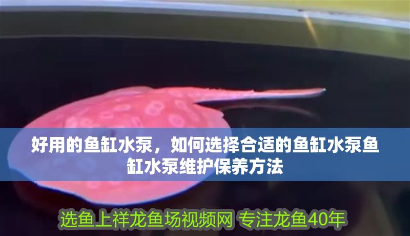 好用的魚缸水泵，如何選擇合適的魚缸水泵魚缸水泵維護保養方法