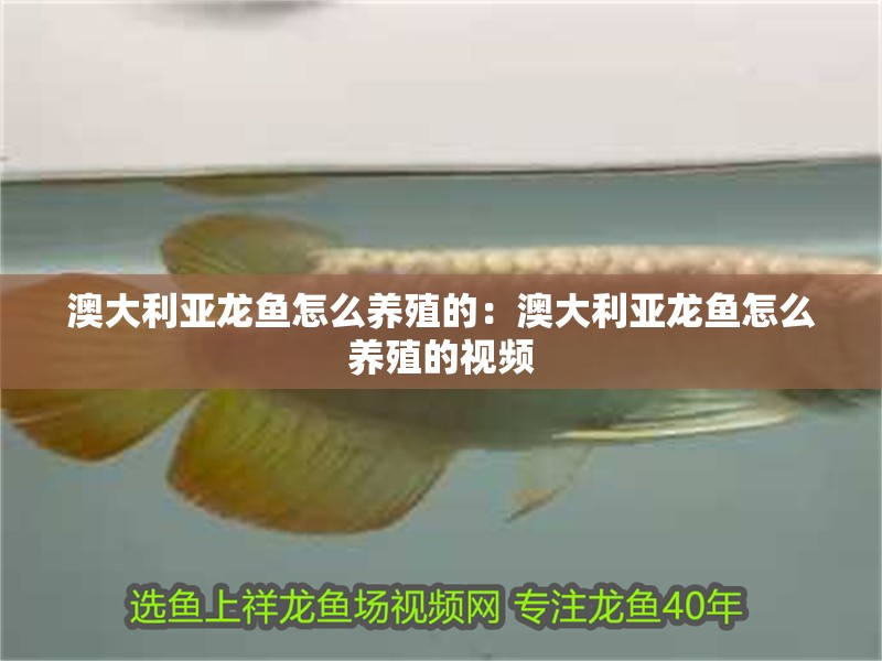 澳大利亞龍魚怎么養(yǎng)殖的：澳大利亞龍魚怎么養(yǎng)殖的視頻