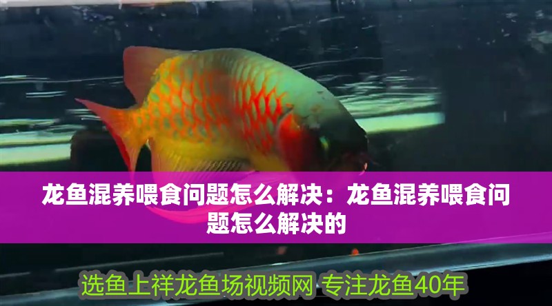 龍魚混養喂食問題怎么解決：龍魚混養喂食問題怎么解決的