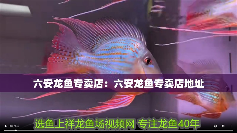 六安龍魚專賣店：六安龍魚專賣店地址