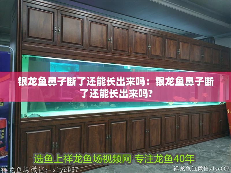 銀龍魚鼻子斷了還能長出來嗎：銀龍魚鼻子斷了還能長出來嗎?