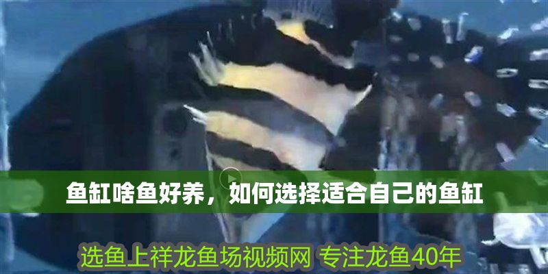 魚缸啥魚好養，如何選擇適合自己的魚缸