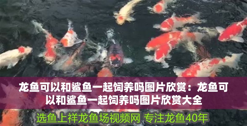 龍魚可以和鯊魚一起飼養嗎圖片欣賞：龍魚可以和鯊魚一起飼養嗎圖片欣賞大全