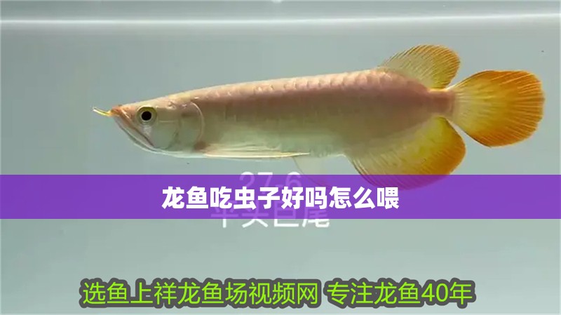 龍魚吃蟲子好嗎怎么喂 龍魚百科 第2張 龍魚吃蟲子好嗎怎么喂 龍魚吃蟲子好嗎怎么喂 龍魚百科 第2張