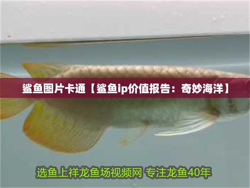 鯊魚圖片卡通【鯊魚ip價值報告：奇妙海洋】