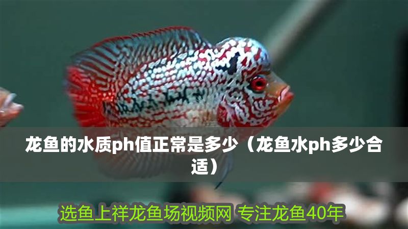 龍魚的水質ph值正常是多少（龍魚水ph多少合適）