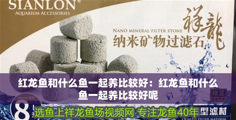 紅龍魚和什么魚一起養(yǎng)比較好：紅龍魚和什么魚一起養(yǎng)比較好呢