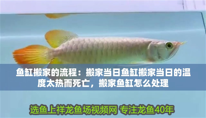 魚(yú)缸搬家的流程：搬家當(dāng)日魚(yú)缸搬家當(dāng)日的溫度太熱而死亡，搬家魚(yú)缸怎么處理