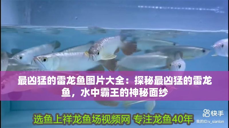 最兇猛的雷龍魚圖片大全：探秘最兇猛的雷龍魚，水中霸王的神秘面紗