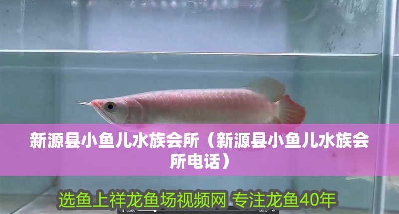 新源縣小魚兒水族會所（新源縣小魚兒水族會所電話） 新源縣小魚兒水族會所（新源縣小魚兒水族會所電話） 全國水族館企業(yè)名錄 第1張