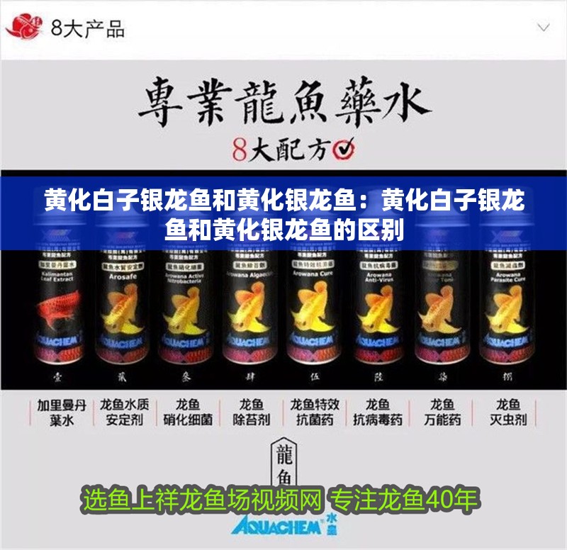 黃化白子銀龍魚和黃化銀龍魚：黃化白子銀龍魚和黃化銀龍魚的區別