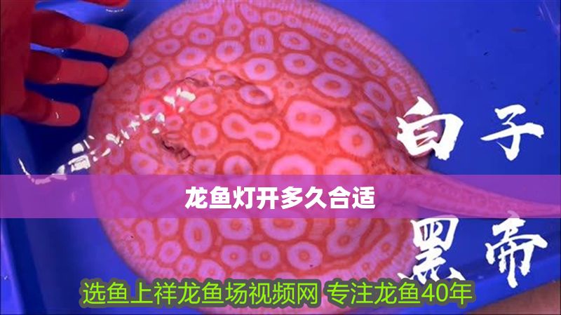 龍魚燈開多久合適