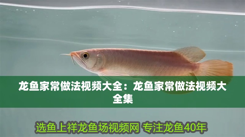 龍魚(yú)家常做法視頻大全：龍魚(yú)家常做法視頻大全集
