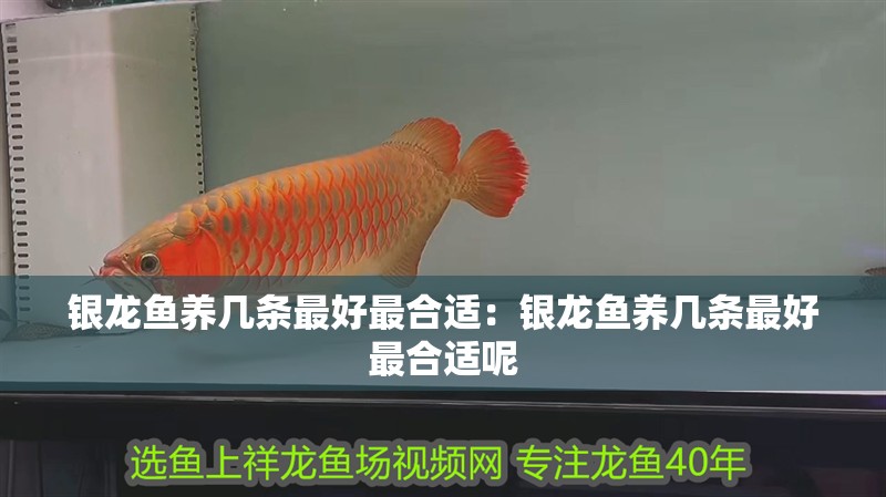 銀龍魚(yú)養(yǎng)幾條最好最合適：銀龍魚(yú)養(yǎng)幾條最好最合適呢