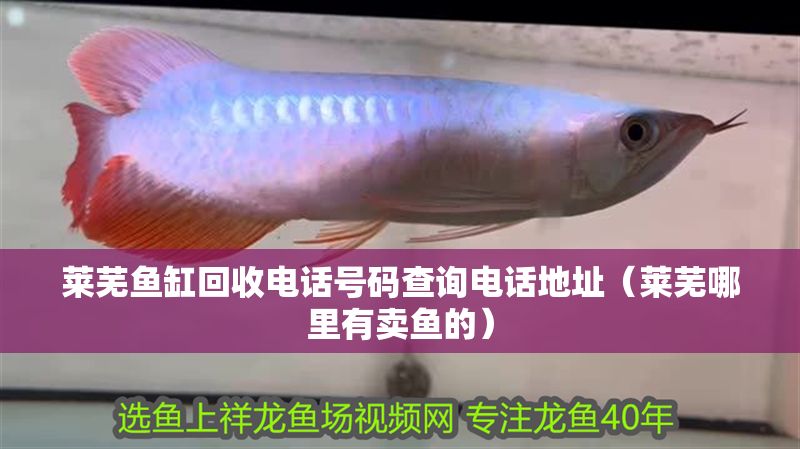 萊蕪魚缸回收電話號碼查詢電話地址（萊蕪哪里有賣魚的）