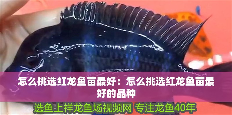 怎么挑選紅龍魚苗最好：怎么挑選紅龍魚苗最好的品種