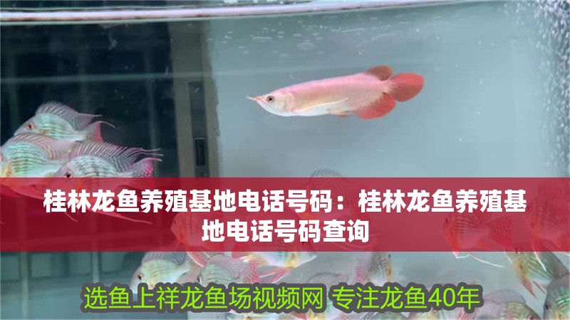 桂林龍魚養殖基地電話號碼：桂林龍魚養殖基地電話號碼查詢