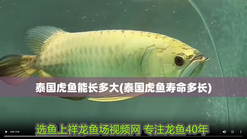 泰國虎魚能長多大(泰國虎魚壽命多長)