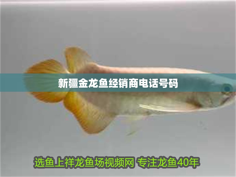新疆金龍魚經銷商電話號碼