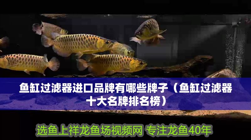 魚缸過濾器進口品牌有哪些牌子（魚缸過濾器十大名牌排名榜）