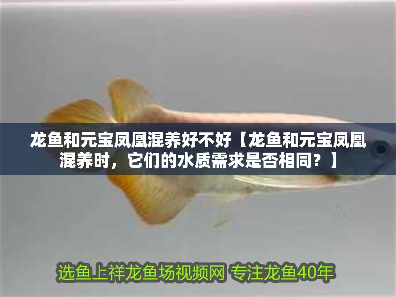 龍魚和元寶鳳凰混養(yǎng)好不好【龍魚和元寶鳳凰混養(yǎng)時，它們的水質(zhì)需求是否相同？】