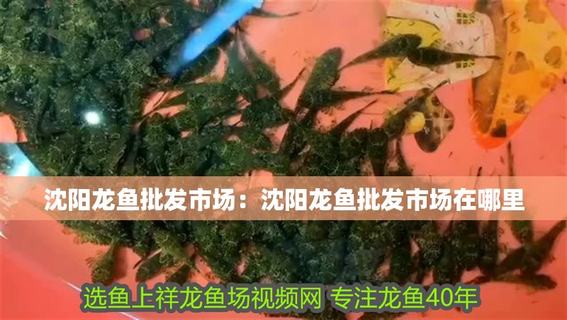 沈陽龍魚批發市場：沈陽龍魚批發市場在哪里
