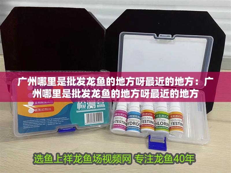 廣州哪里是批發龍魚的地方呀最近的地方：廣州哪里是批發龍魚的地方呀最近的地方