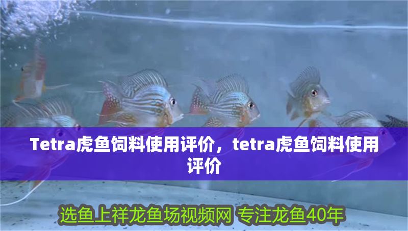 Tetra虎魚飼料使用評價，tetra虎魚飼料使用評價