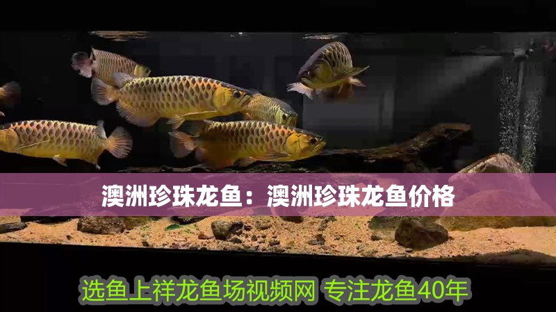 澳洲珍珠龍魚：澳洲珍珠龍魚價(jià)格