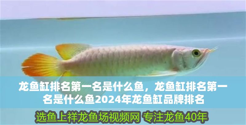 龍魚缸排名第一名是什么魚，龍魚缸排名第一名是什么魚2024年龍魚缸品牌排名
