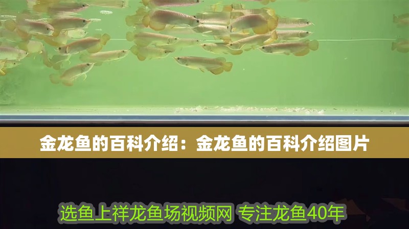 金龍魚的百科介紹：金龍魚的百科介紹圖片