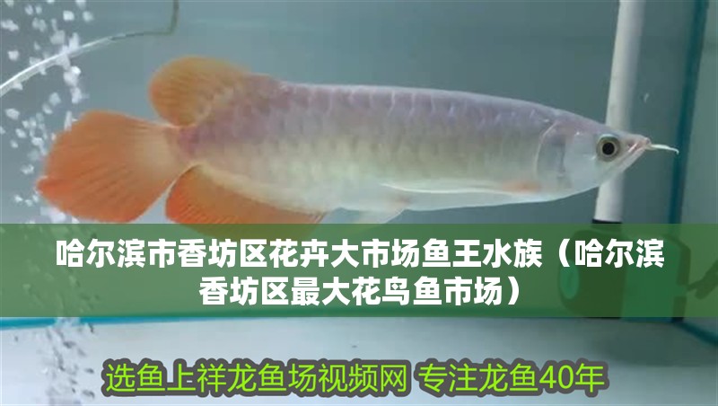 哈爾濱市香坊區花卉大市場魚王水族（哈爾濱香坊區最大花鳥魚市場）