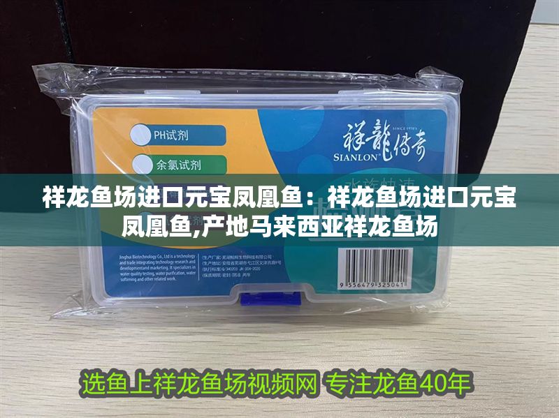 祥龍魚場進口元寶鳳凰魚：祥龍魚場進口元寶鳳凰魚,產地馬來西亞祥龍魚場