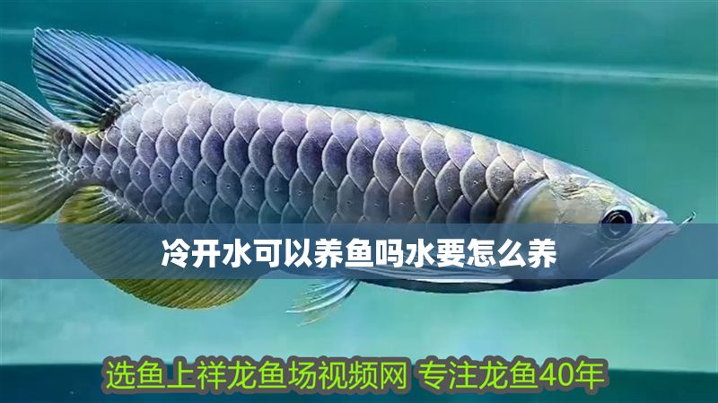 冷開水可以養魚嗎水要怎么養