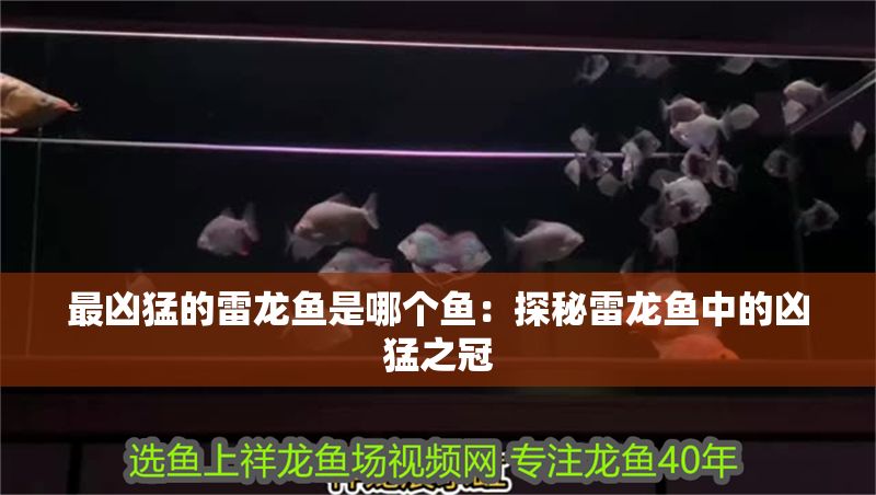 最兇猛的雷龍魚(yú)是哪個(gè)魚(yú)：探秘雷龍魚(yú)中的兇猛之冠