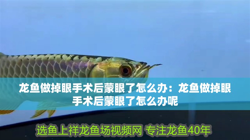 龍魚做掉眼手術后蒙眼了怎么辦：龍魚做掉眼手術后蒙眼了怎么辦呢