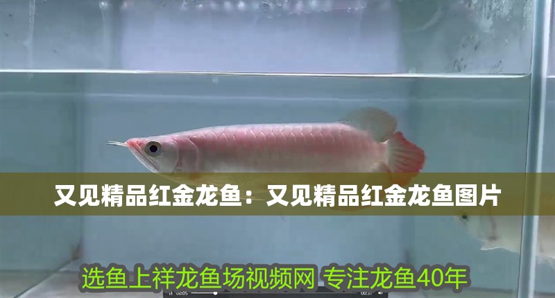 又見精品紅金龍魚：又見精品紅金龍魚圖片