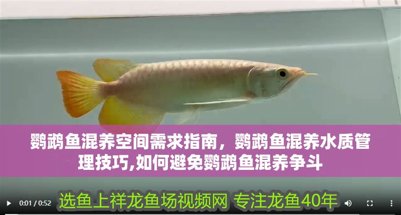 鸚鵡魚混養空間需求指南，鸚鵡魚混養水質管理技巧,如何避免鸚鵡魚混養爭斗