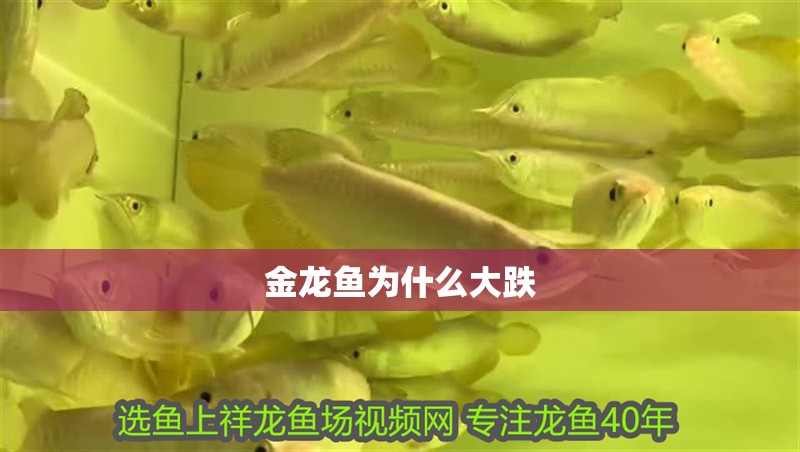 金龍魚為什么大跌