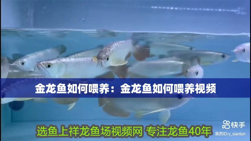 金龍魚如何喂養：金龍魚如何喂養視頻